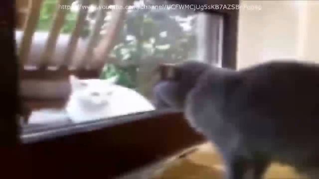 Бешеные коты вызывают демонов ! смотреть онлайн