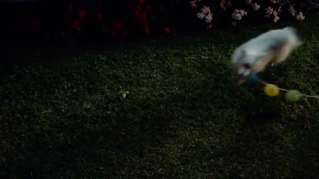 Beverly Hills Chihuahua 3 Raini Rodriguez 'Living Your Dreams' Music Video смотреть онлайн