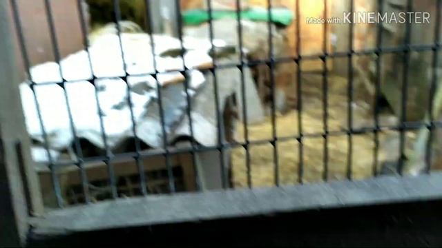 Обзор фазанов обзор вольєра для фазанов .#Фазани серебриниє .#Вольєр смотреть онлайн
