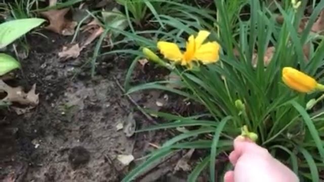 How to Deadhead Stella de Oro Daylilies смотреть онлайн