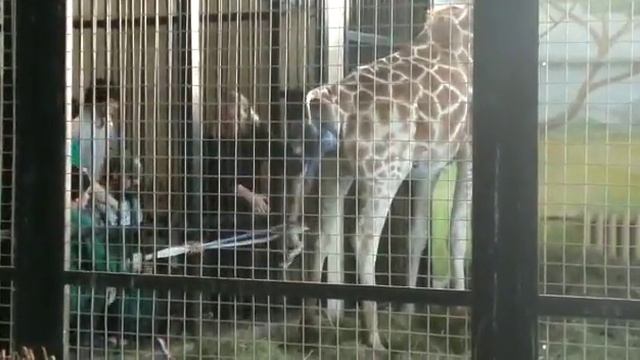 Рождение жирафёнка в Калининградском зоопарке смотреть онлайн