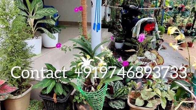 Orchid combo offer | Dendrobium orchid online sales all over India смотреть онлайн