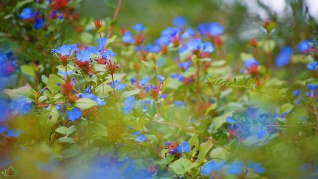 Yспокаивающая музыка для нервов ? лечебная музыка для сердца и сосудов, релакс, музыка для души #80