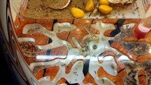 Как ухаживать за муравьиной фермой?