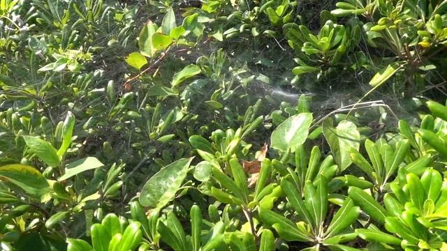 【Sony RX100M7】初めて撮ってみた。メインとして十分行ける！ смотреть онлайн