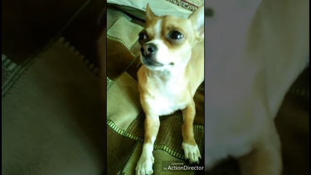 Как приручить собаку ходить в туалет на улице смотреть онлайн