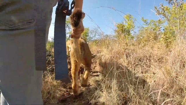 Фототур в Замбию: прогулка со львами и гепардами смотреть онлайн