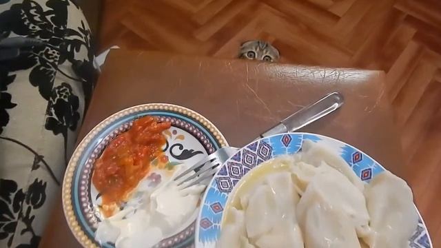 почему нельзя смотреть кошке в глаза смотреть онлайн