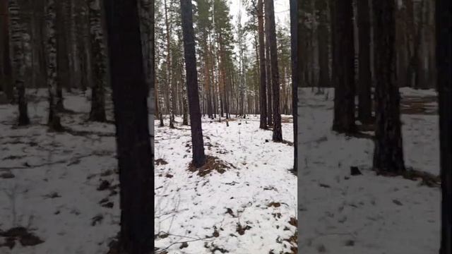 Лес после спада снега. смотреть онлайн