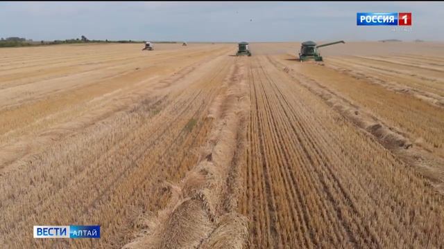 Дожди тормозят уборочную кампанию в Алтайском крае смотреть онлайн