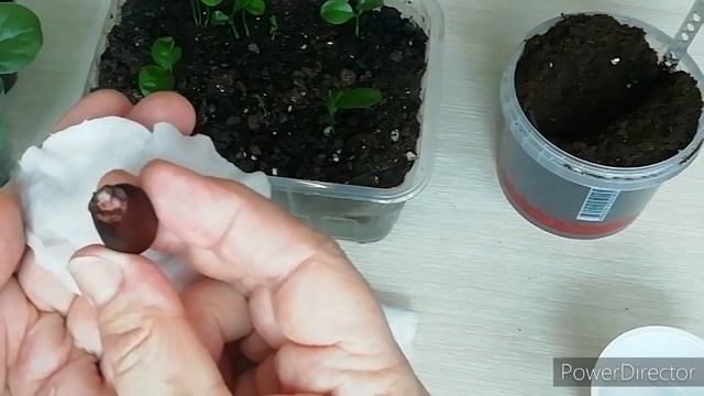 Личи из косточки!!! ВЫРАЩИВАНИЕ ЛИЧИ из косточки в ДОМАШНИХ УСЛОВИЯХ. смотреть онлайн