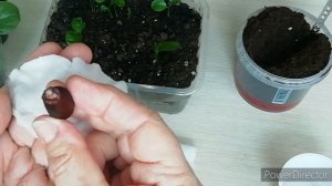 Личи из косточки!!! ВЫРАЩИВАНИЕ ЛИЧИ из косточки в ДОМАШНИХ УСЛОВИЯХ.