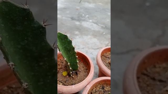 Dragon fruit plant seeding update | How to dragon fruit plant смотреть онлайн