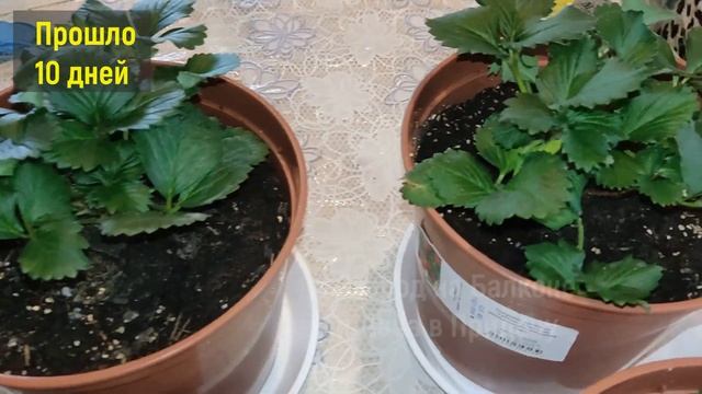 Жалею, Что Раньше не Знала Про ЭТИ СОРТА КЛУБНИКИ! Теперь Клубника на Подоконнике Круглый Год! смотреть онлайн