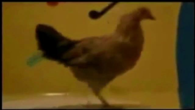 Эта Курица Плохому не научит! This Chicken does not teach Bad! смотреть онлайн