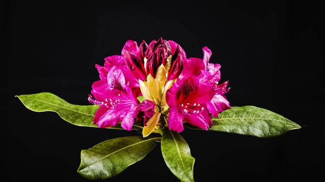 RODODENDRO TIMELAPSE 4K смотреть онлайн