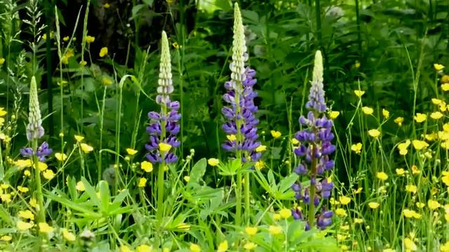 Ботанический сад. Самара. Люпины. Начало июня 2022. Botanical Garden. Samara. Lupines. In June 202 смотреть онлайн