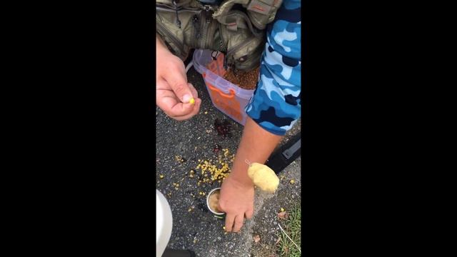 Карп на Гудзоне/Hudson river carp fishing смотреть онлайн