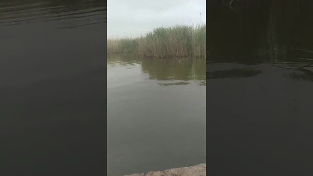 Рыбалка мост Охотниково Оз.Сасык смотреть онлайн