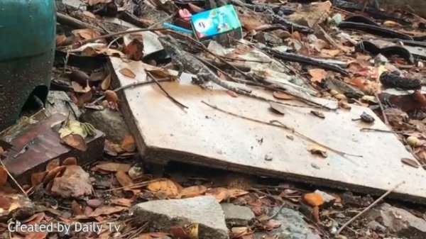 САМАЯ ОПАСНАЯ ЯЩЕРИЦА В МИРЕ/Animal Life ; Lizard and Frog