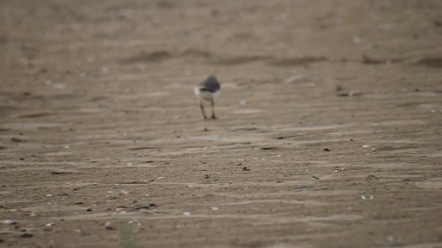 SENIGALLIA - FRATINO INTENTO A MANGIARE NELLA SPIAGGIA DI SENIGALLIA. смотреть онлайн