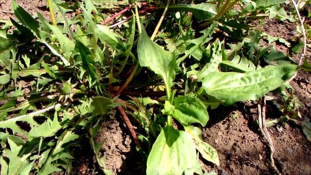 Зелень для попугая | Одуванчик, подорожник, пастушья сумка. смотреть онлайн