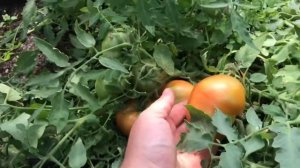 Томат Монгол Карлик от Партнер