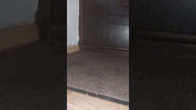 Как дрессировать кота? КРУТЫЕ СОВЕТЫ! смотреть онлайн