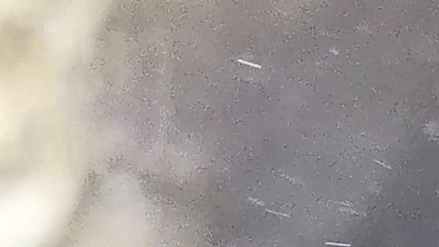 Parámetros caridinas cap iv. Black Nanashi. Falso directo. 21 04 1019 смотреть онлайн