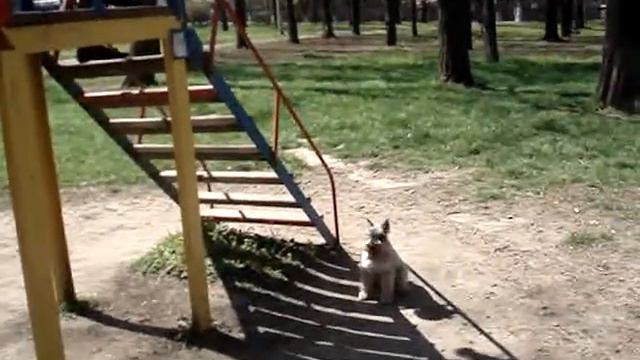 цверг Сёма смотреть онлайн