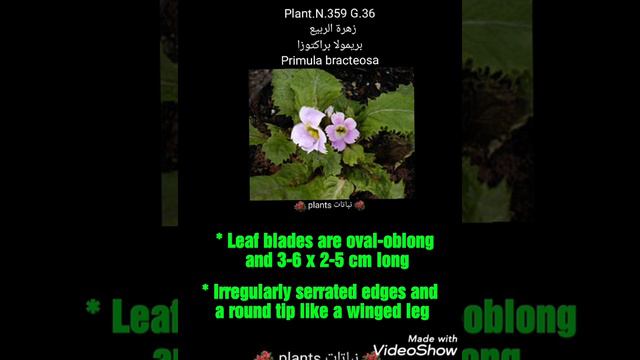 زهرة الربيع  بريمولا براكتوزا Primula bracteosa смотреть онлайн