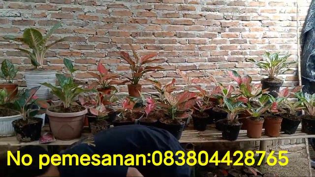 BONUS PUPUK MERAH_OBRAL AGLONEMA LOKALAN TERMURAH смотреть онлайн
