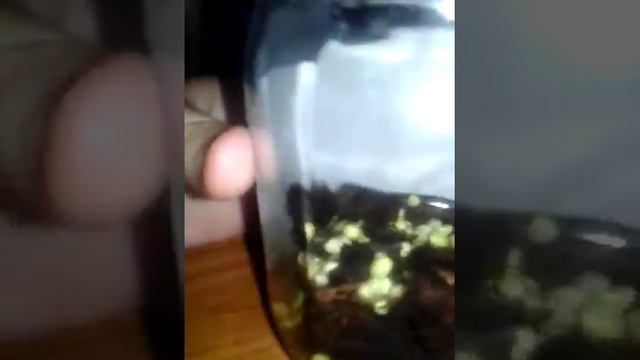 Новая кладка яиц улиток