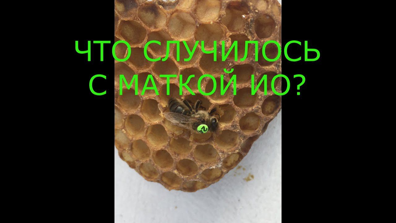 Что случилось с маткой ИО, которую хотели сменить? Как перезимовала вторая матка? Смотреть до конца. смотреть онлайн