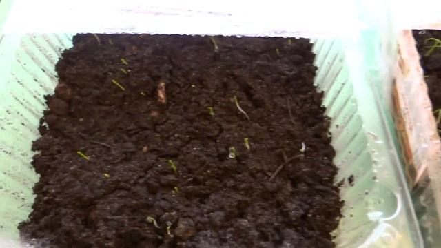 Лук из семян. Всходы. смотреть онлайн