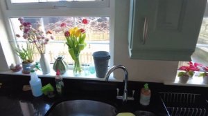 УЕХАЛА В ДЕРЕВНЮ | КАК ЖИВУТ В ИРЛАНДСКОЙ ДЕРЕВНЕ? | жизнь в Ирландии | АЛЬПАКИ