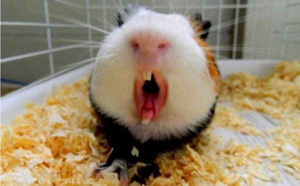 Звуки морских свинок и их значение смотреть онлайн