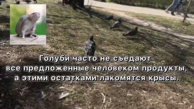 Почему нельзя кормить голубей смотреть онлайн