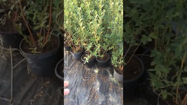 IMG 8458 Голубика в горшках лето 2016 смотреть онлайн