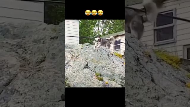 Приколы смотреть онлайн