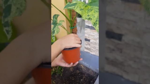 Mengembalikan Pola Mojito Syngonium Ku Yg Memudar
