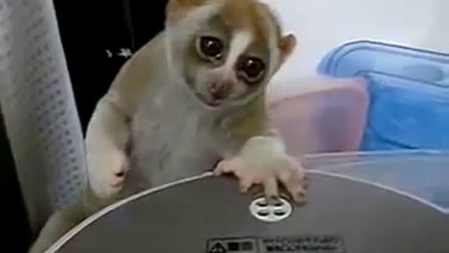 Забавные животные. Домашний лемур Лори! Приколы с животными. смотреть онлайн