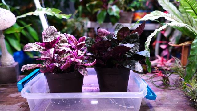 Purple Waffle Plant! Hemigraphis alternata смотреть онлайн