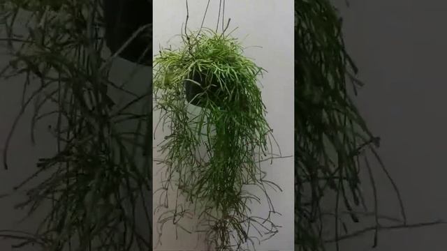 Hoya Retusa смотреть онлайн