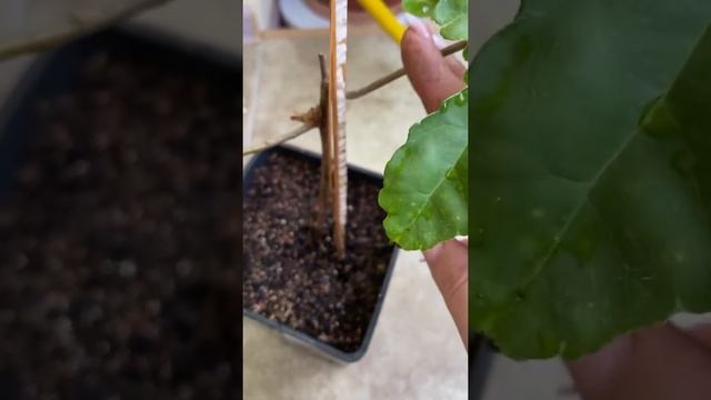 Обрезка и уход за бугенвиллией сорта Bidadari смотреть онлайн