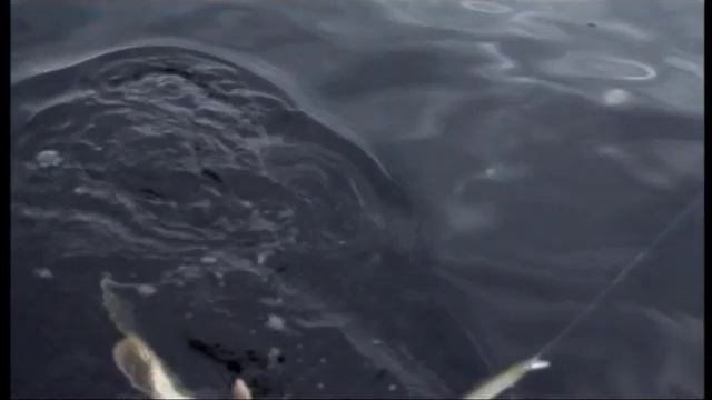 Моя Рыбалка. Щуки атакуют - Deps Balisong