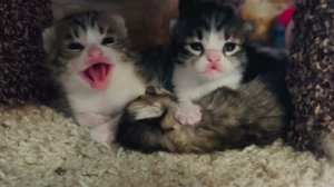 Для всех, кто НЕ ПОНИМАЕТ разницу между ДОМАШНИМИ кошками и Тайгановскими!