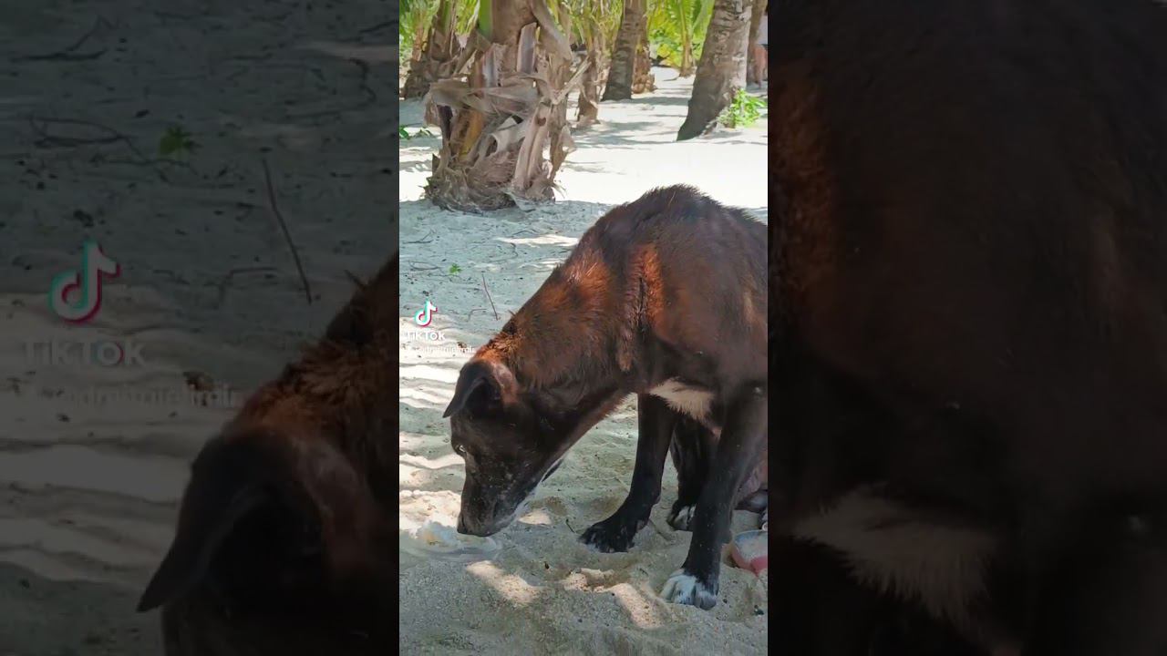 Dog in paradise beach Boracay ️ #dogsoftiktok #island #ocean #nature #boracayisland #beach #dog смотреть онлайн