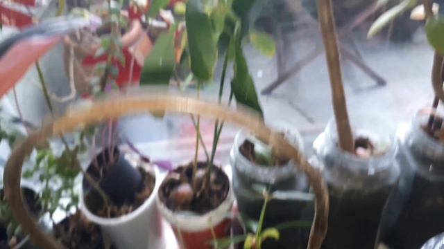 Plant Tour - Hoya, Philodendron Pink Princess, Pilea 2020 смотреть онлайн