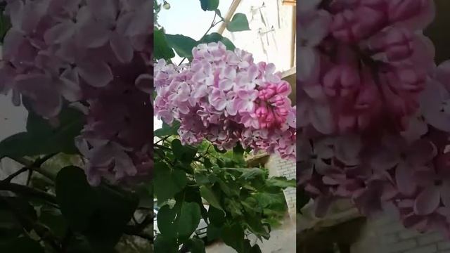 02.05.2023г как прекрасно пахнет сирень смотреть онлайн